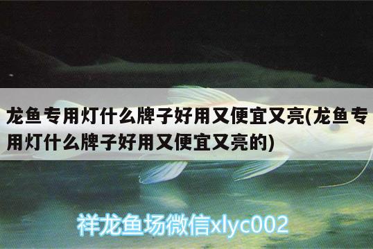 龍魚專用燈什么牌子好用又便宜又亮(龍魚專用燈什么牌子好用又便宜又亮的) 金龍魚百科