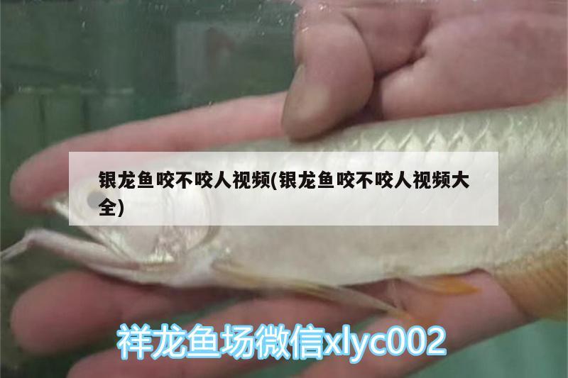 銀龍魚(yú)咬不咬人視頻(銀龍魚(yú)咬不咬人視頻大全) 銀龍魚(yú)