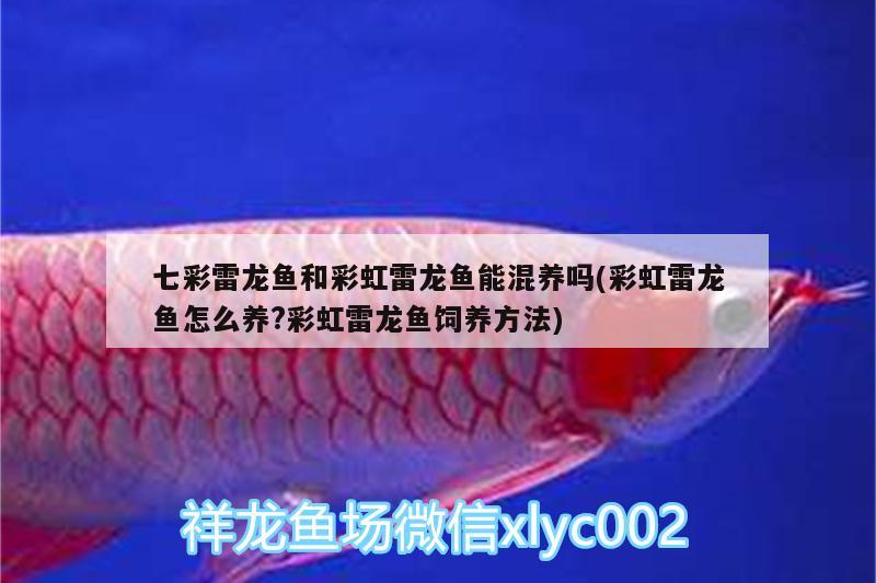 七彩雷龍魚和彩虹雷龍魚能混養(yǎng)嗎(彩虹雷龍魚怎么養(yǎng)?彩虹雷龍魚飼養(yǎng)方法)