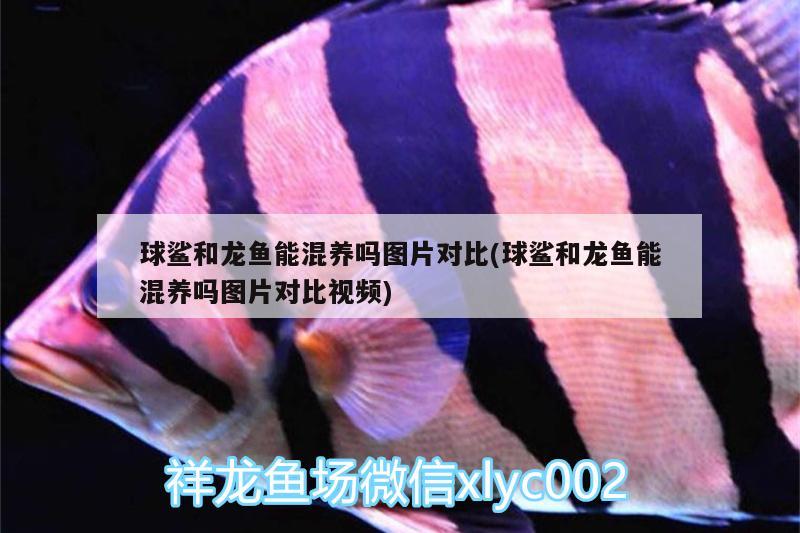 球鯊和龍魚(yú)能混養(yǎng)嗎圖片對(duì)比(球鯊和龍魚(yú)能混養(yǎng)嗎圖片對(duì)比視頻) 球鯊魚(yú)