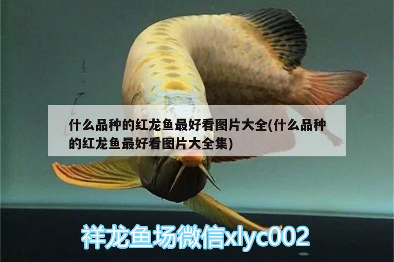 什么品種的紅龍魚(yú)最好看圖片大全(什么品種的紅龍魚(yú)最好看圖片大全集) 虎斑恐龍魚(yú)