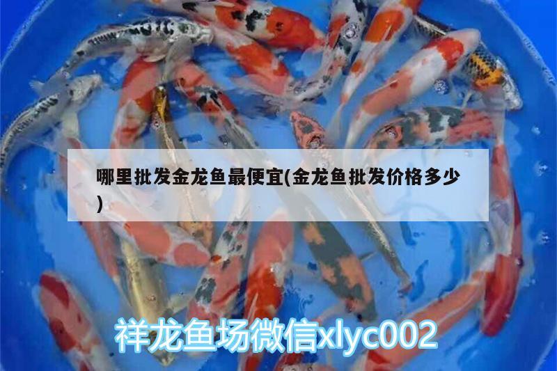 哪里批發(fā)金龍魚最便宜(金龍魚批發(fā)價格多少)