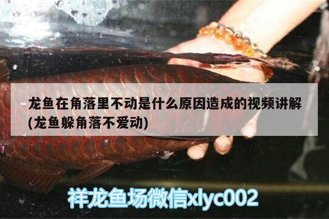 龍魚在角落里不動是什么原因造成的視頻講解(龍魚躲角落不愛動) 泰龐海蓮魚