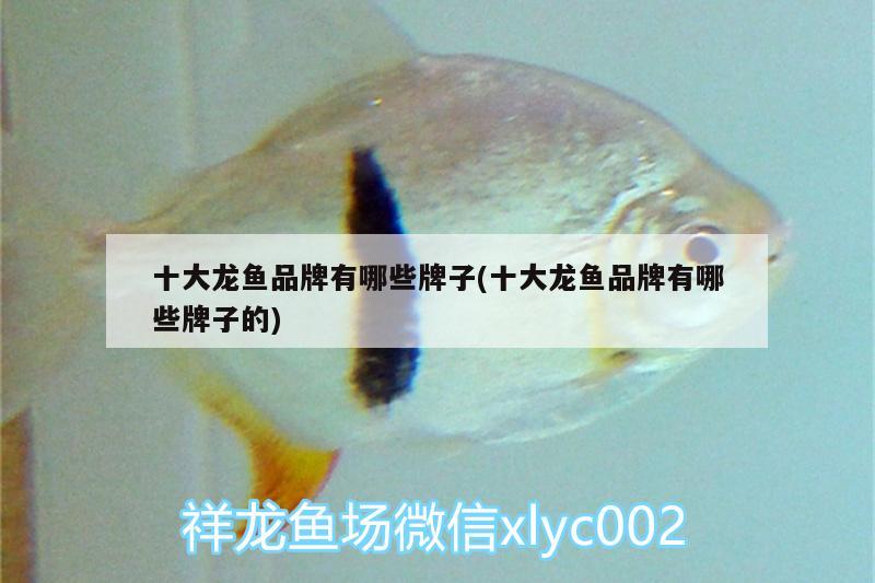 十大龍魚品牌有哪些牌子(十大龍魚品牌有哪些牌子的) 銀河星鉆魚