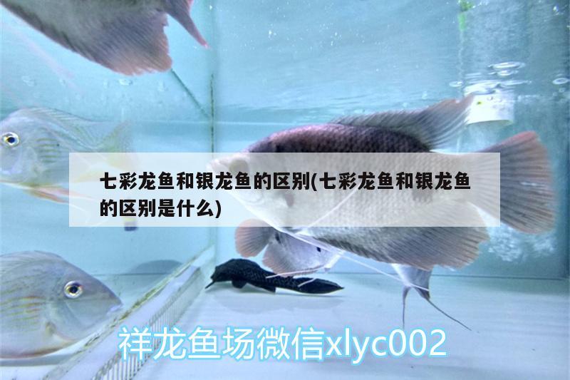 七彩龍魚和銀龍魚的區(qū)別(七彩龍魚和銀龍魚的區(qū)別是什么)