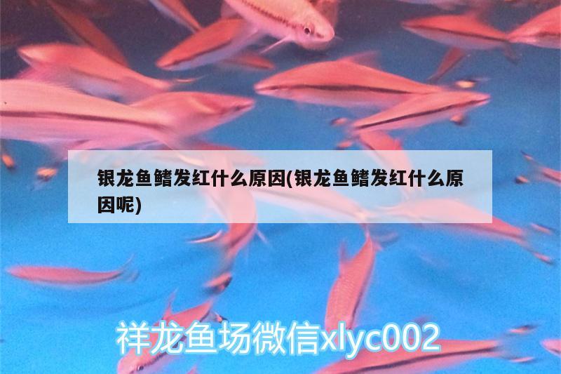 銀龍魚鰭發(fā)紅什么原因(銀龍魚鰭發(fā)紅什么原因呢)