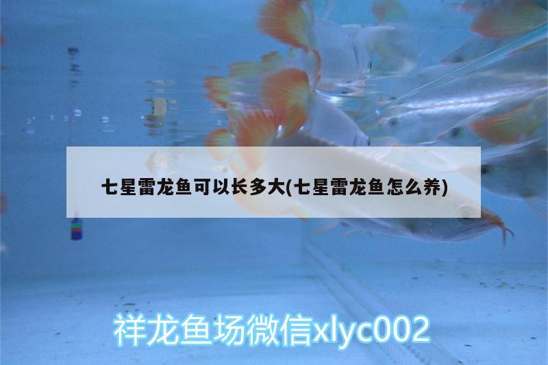 七星雷龍魚可以長多大(七星雷龍魚怎么養(yǎng))