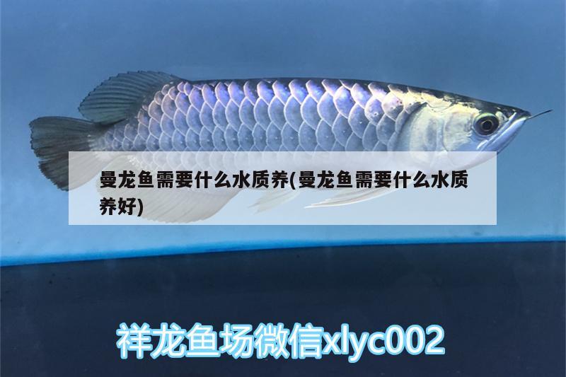 曼龍魚需要什么水質(zhì)養(yǎng)(曼龍魚需要什么水質(zhì)養(yǎng)好)