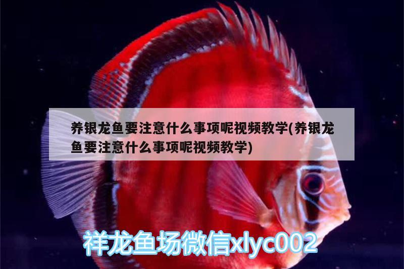 養(yǎng)銀龍魚要注意什么事項呢視頻教學(養(yǎng)銀龍魚要注意什么事項呢視頻教學) 銀龍魚百科