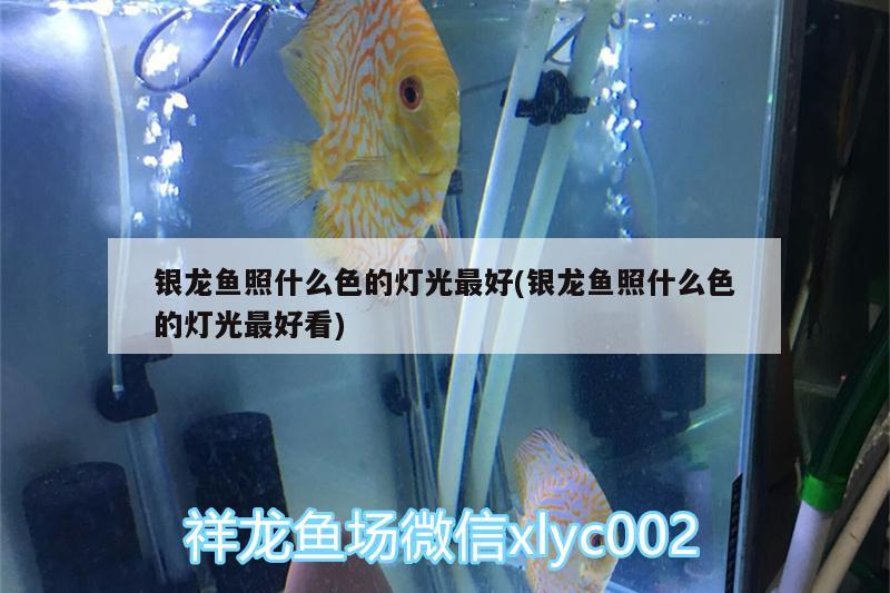 銀龍魚照什么色的燈光最好(銀龍魚照什么色的燈光最好看) 銀龍魚百科