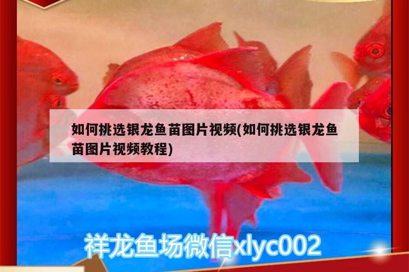 如何挑選銀龍魚(yú)苗圖片視頻(如何挑選銀龍魚(yú)苗圖片視頻教程) 銀龍魚(yú)