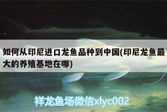 如何從印尼進口龍魚品種到中國(印尼龍魚最大的養(yǎng)殖基地在哪)