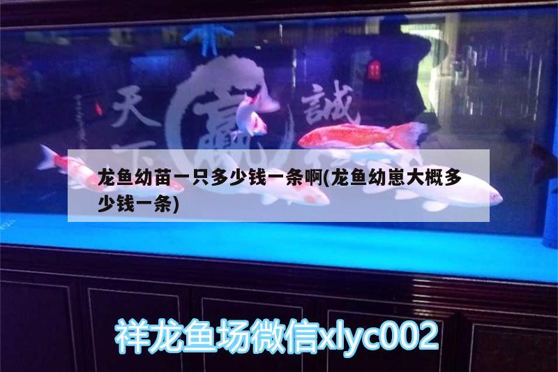 龍魚幼苗一只多少錢一條啊(龍魚幼崽大概多少錢一條) 觀賞魚批發(fā)