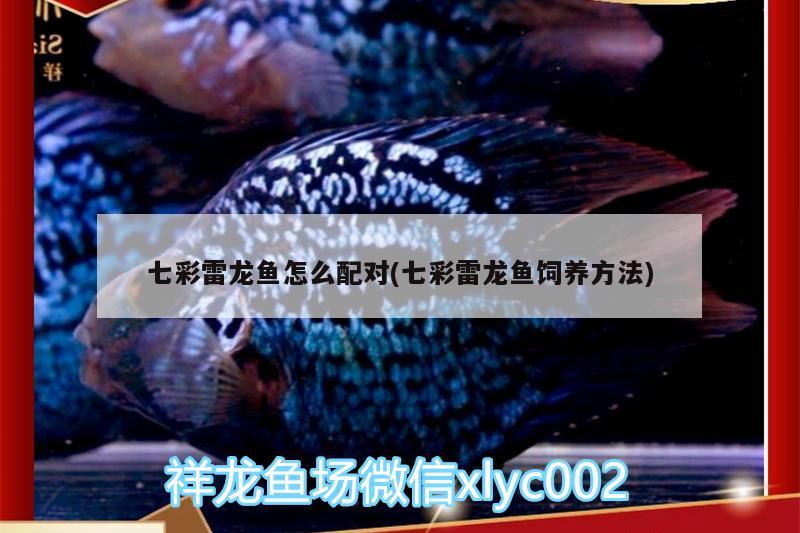 七彩雷龍魚怎么配對(七彩雷龍魚飼養(yǎng)方法) 大正錦鯉魚