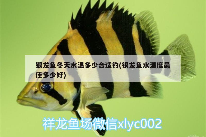 銀龍魚冬天水溫多少合適釣(銀龍魚水溫度最佳多少好) 垂釣樂園