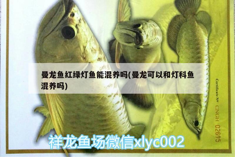 曼龍魚紅綠燈魚能混養(yǎng)嗎(曼龍可以和燈科魚混養(yǎng)嗎) 皇冠黑白魟魚