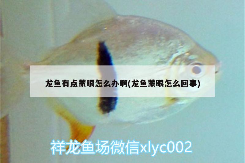 龍魚(yú)有點(diǎn)蒙眼怎么辦啊(龍魚(yú)蒙眼怎么回事) 印尼四紋虎