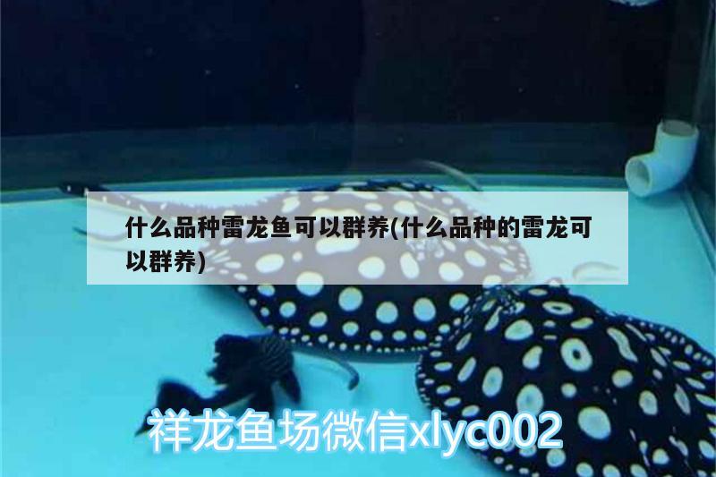 什么品種雷龍魚可以群養(yǎng)(什么品種的雷龍可以群養(yǎng)) 魚缸凈水劑