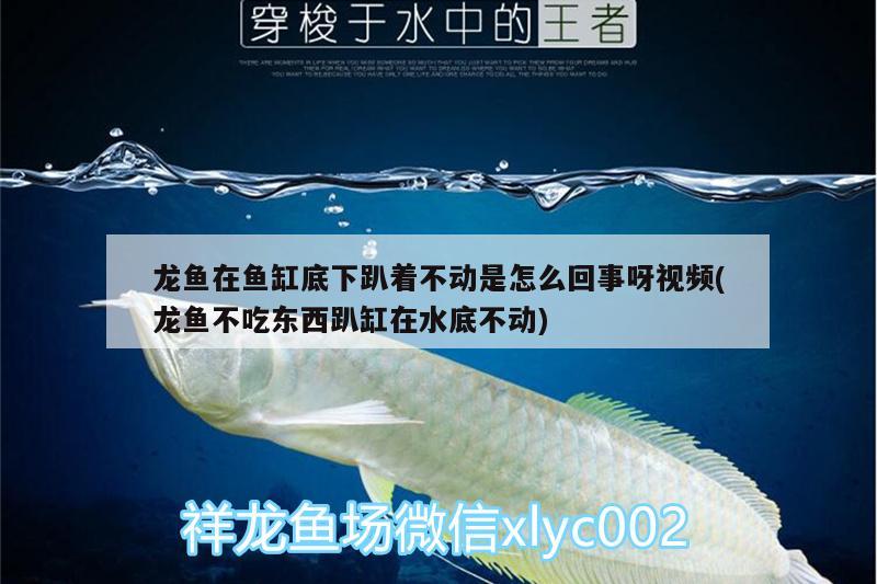 龍魚在魚缸底下趴著不動(dòng)是怎么回事呀視頻(龍魚不吃東西趴缸在水底不動(dòng)) 粗線銀版魚