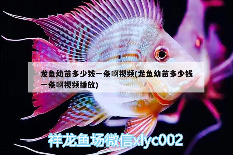 龍魚(yú)幼苗多少錢(qián)一條啊視頻(龍魚(yú)幼苗多少錢(qián)一條啊視頻播放) 刀魚(yú)魚(yú) 第1張