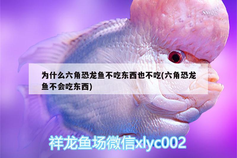 為什么六角恐龍魚不吃東西也不吃(六角恐龍魚不會吃東西) 白子球鯊魚