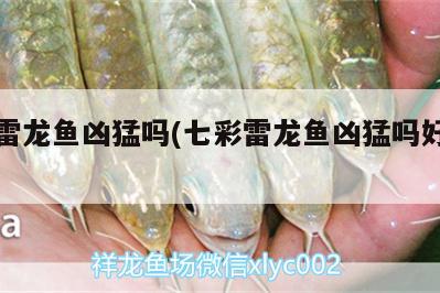 七彩雷龍魚兇猛嗎(七彩雷龍魚兇猛嗎好養(yǎng)嗎) 除藻劑