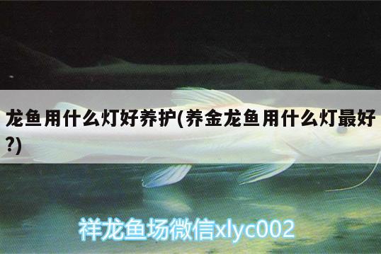 龍魚用什么燈好養(yǎng)護(養(yǎng)金龍魚用什么燈最好?) 野生埃及神仙魚