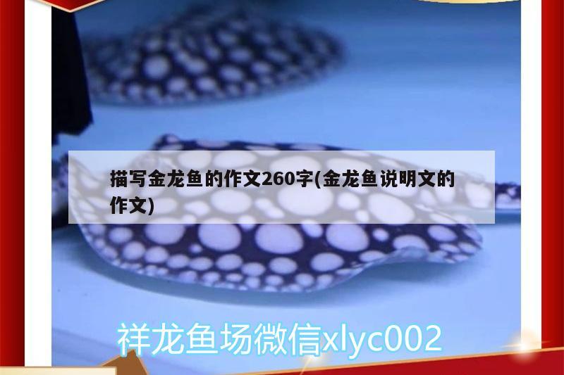 描寫金龍魚的作文260字(金龍魚說明文的作文) 印尼三紋虎