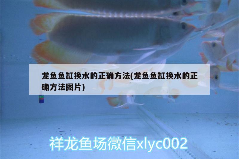 龍魚魚缸換水的正確方法(龍魚魚缸換水的正確方法圖片) 二氧化碳設(shè)備