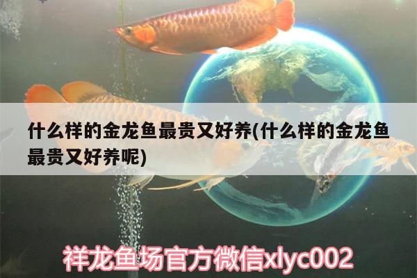 什么樣的金龍魚最貴又好養(yǎng)(什么樣的金龍魚最貴又好養(yǎng)呢)