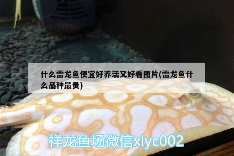 什么雷龍魚便宜好養(yǎng)活又好看圖片(雷龍魚什么品種最貴)