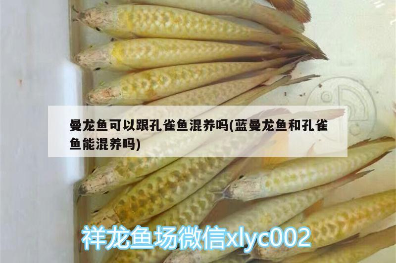 曼龍魚可以跟孔雀魚混養(yǎng)嗎(藍曼龍魚和孔雀魚能混養(yǎng)嗎) 泰國雪鯽魚