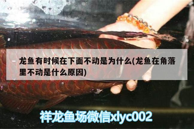 龍魚有時候在下面不動是為什么(龍魚在角落里不動是什么原因) 三間鼠魚