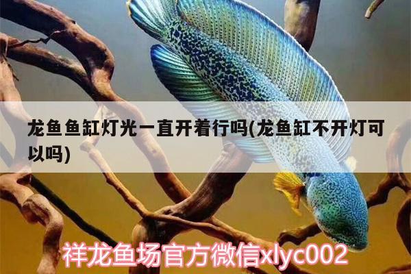 龍魚魚缸燈光一直開著行嗎(龍魚缸不開燈可以嗎) 黑白雙星魚