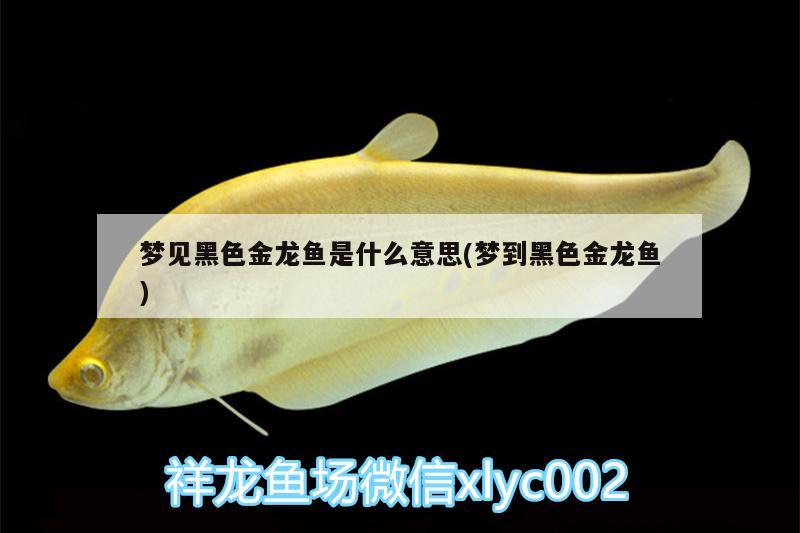 夢見黑色金龍魚是什么意思(夢到黑色金龍魚)