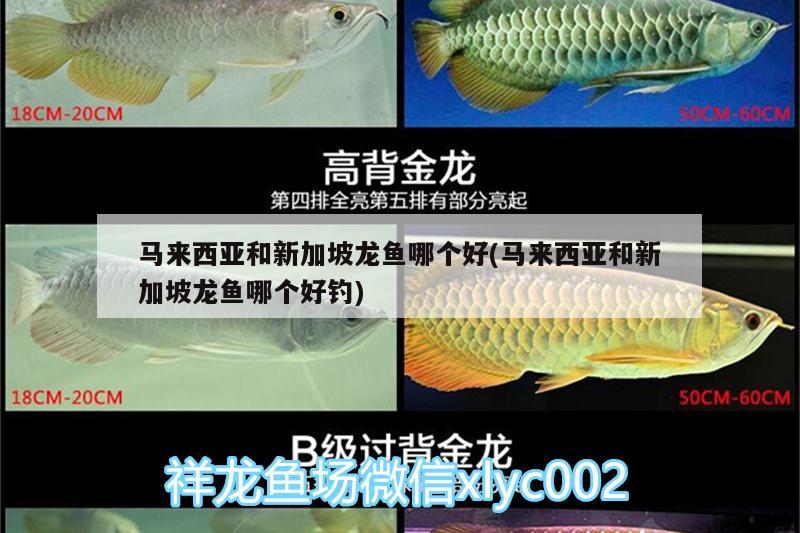 馬來(lái)西亞和新加坡龍魚(yú)哪個(gè)好(馬來(lái)西亞和新加坡龍魚(yú)哪個(gè)好釣)