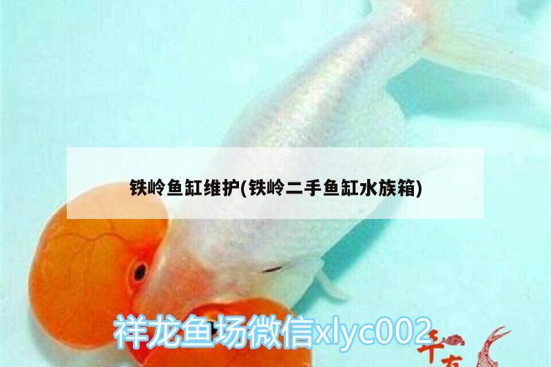 鐵嶺魚(yú)缸維護(hù)(鐵嶺二手魚(yú)缸水族箱) 魚(yú)缸/水族箱