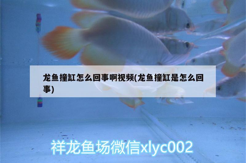 龍魚撞缸怎么回事啊視頻(龍魚撞缸是怎么回事) 觀賞魚市場(chǎng)