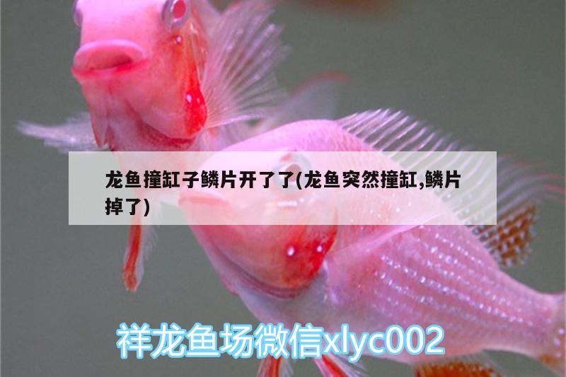 龍魚撞缸子鱗片開了了(龍魚突然撞缸,鱗片掉了)