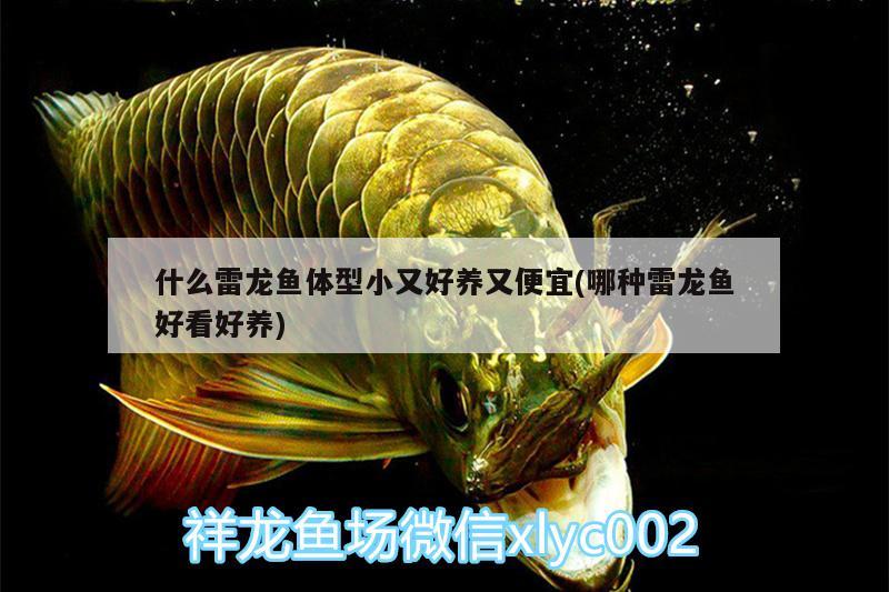 什么雷龍魚體型小又好養(yǎng)又便宜(哪種雷龍魚好看好養(yǎng))