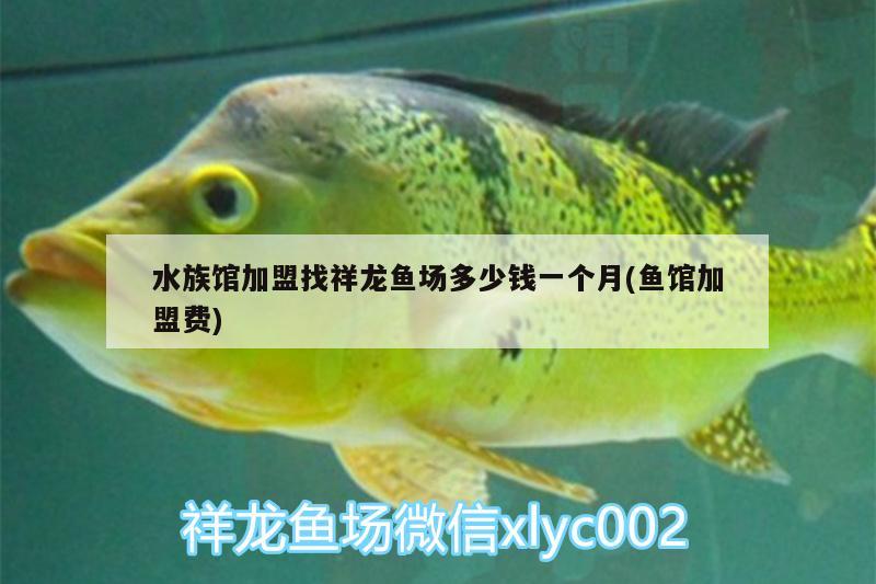 水族館加盟找祥龍魚場多少錢一個月(魚館加盟費(fèi)) 祥龍魚場