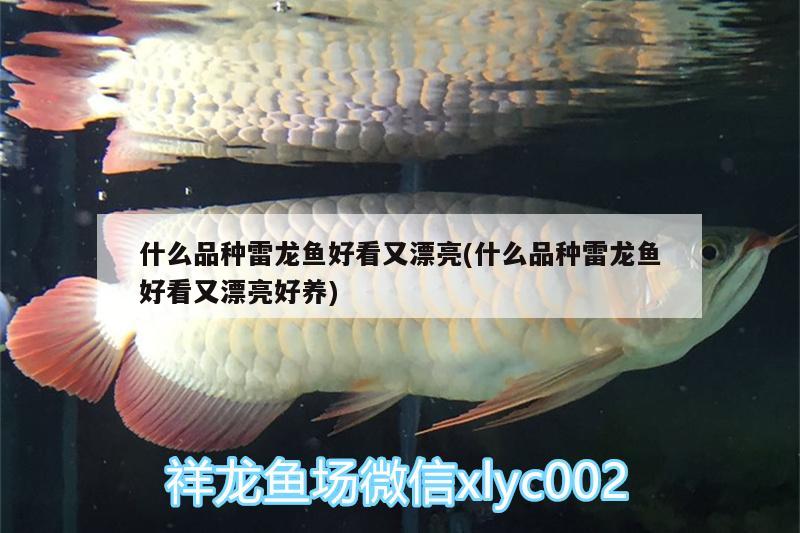 什么品種雷龍魚好看又漂亮(什么品種雷龍魚好看又漂亮好養(yǎng))