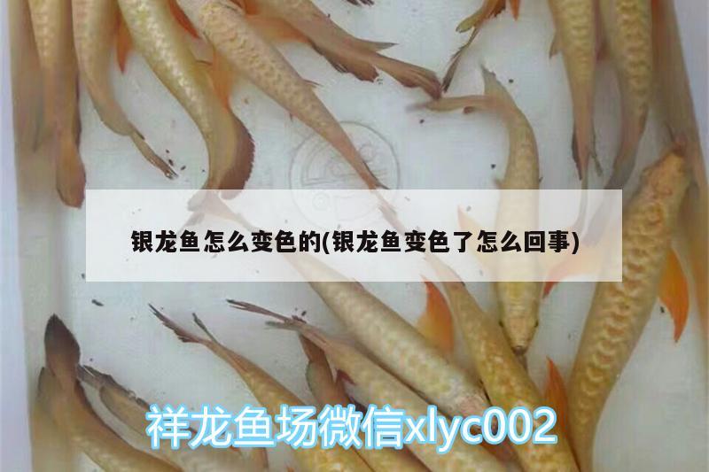 銀龍魚怎么變色的(銀龍魚變色了怎么回事) 銀龍魚百科