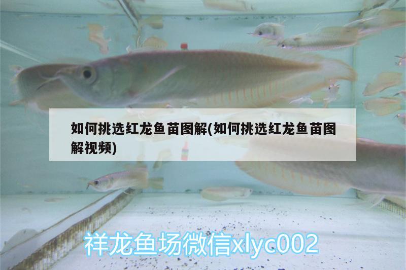 如何挑選紅龍魚苗圖解(如何挑選紅龍魚苗圖解視頻) 龍鳳鯉魚