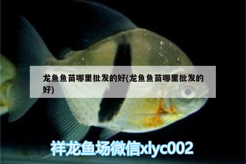 龍魚魚苗哪里批發(fā)的好(龍魚魚苗哪里批發(fā)的好)