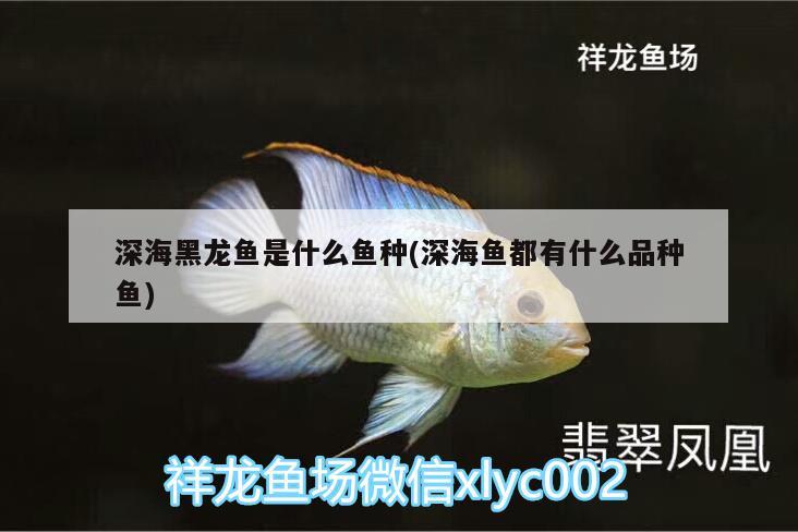 深海黑龍魚是什么魚種(深海魚都有什么品種魚)