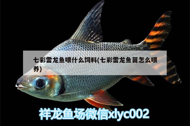 七彩雷龍魚喂什么飼料(七彩雷龍魚苗怎么喂養(yǎng)) 白子紅龍魚