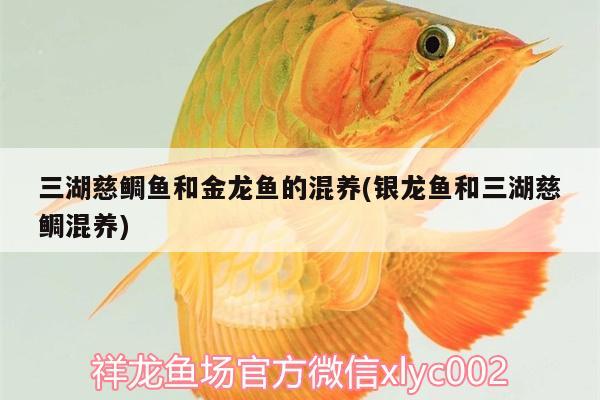 三湖慈鯛魚和金龍魚的混養(yǎng)(銀龍魚和三湖慈鯛混養(yǎng)) 銀龍魚百科