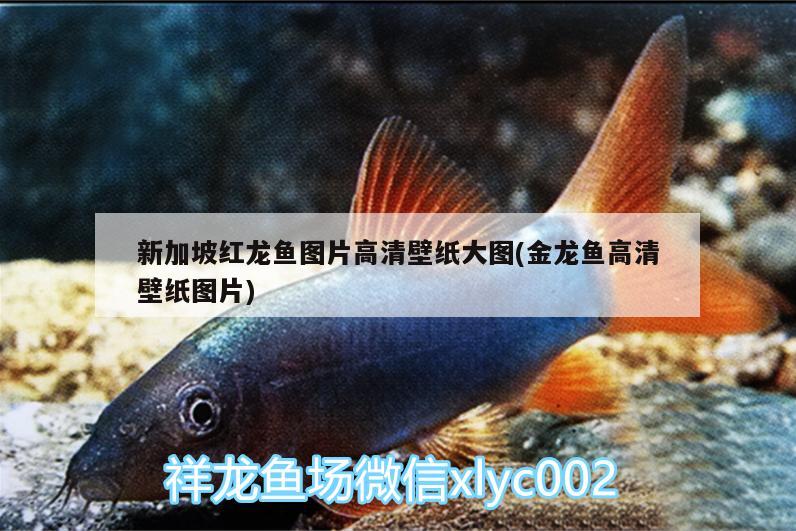 新加坡紅龍魚圖片高清壁紙大圖(金龍魚高清壁紙圖片)