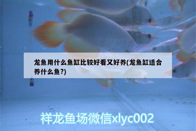 龍魚用什么魚缸比較好看又好養(yǎng)(龍魚缸適合養(yǎng)什么魚?)